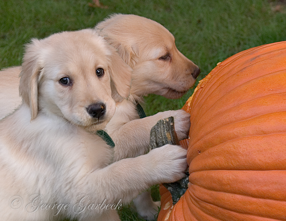 Pumpkin Eaters